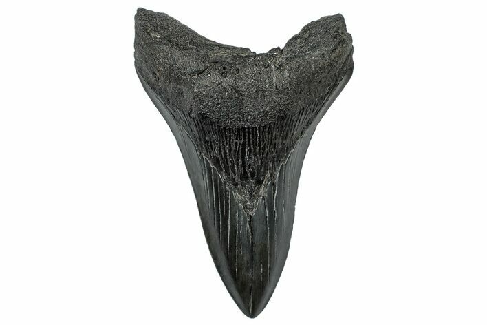 Serrated, Fossil Megalodon Tooth - South Carolina #306296